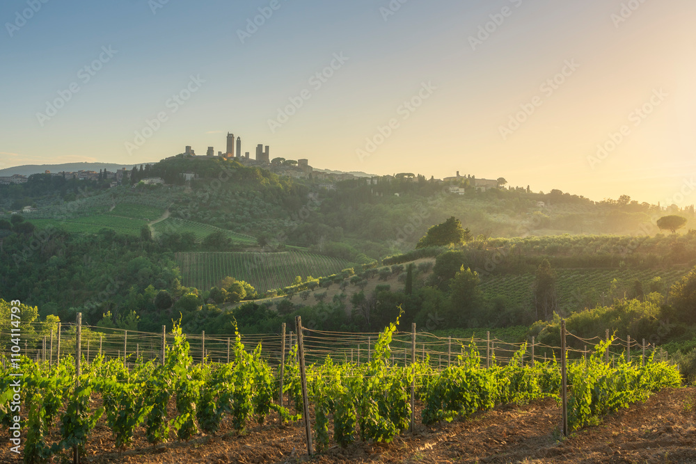 Obraz premium Vineyards in the San Gimignano countryside at sunset. Tuscany, Italy