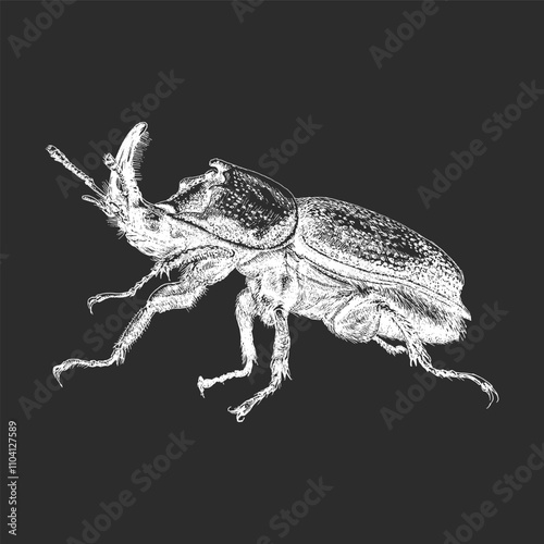 Rhinoceros beetle, vintage hand drawing in vector