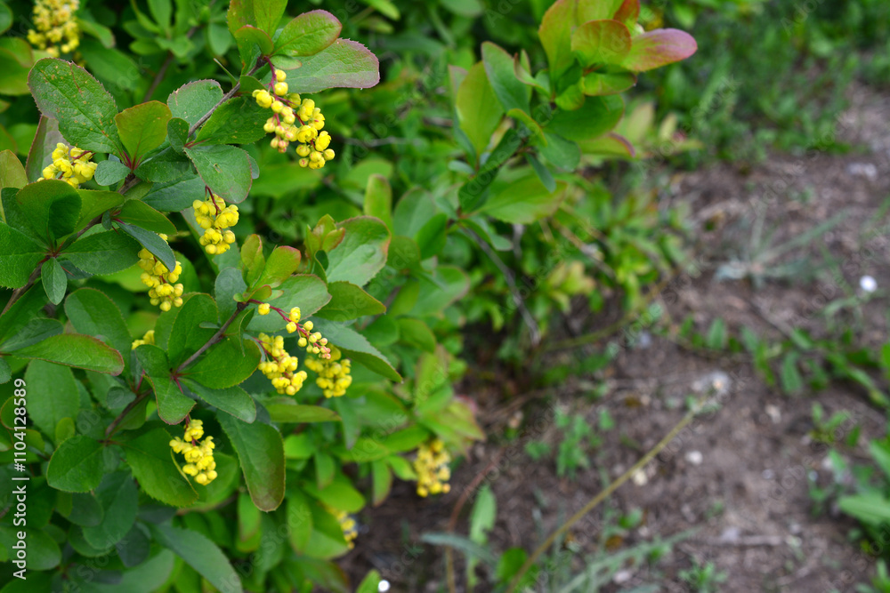 barberis plants with green leaves and a few small yellow flowers barberis plants with green leaves and a few small yellow flowers