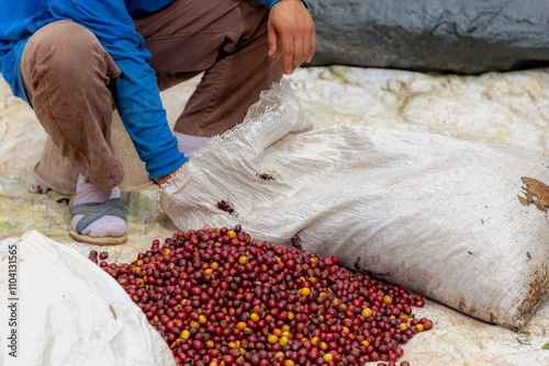 Selective focus of fresh ripe raw coffee berries harvested on the ground, Farmer working with hand separation and sorting of red raw coffee beans before proceeding to the next step, Household industry photo