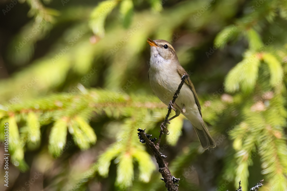Fototapeta premium Greenish Warbler