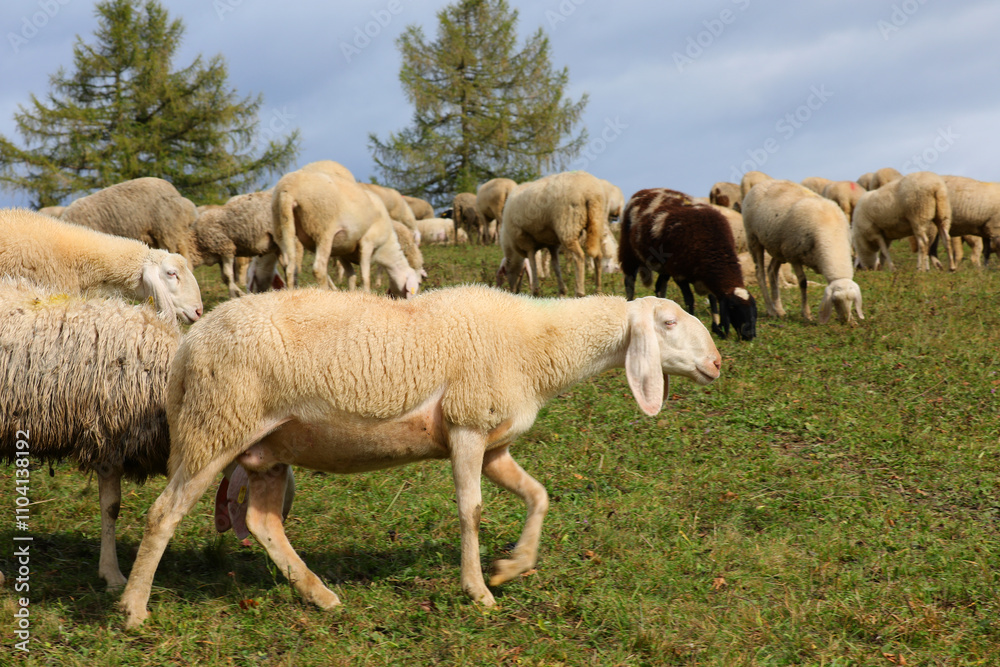sheep from the flock walking with its white woolly fleece for wool production sheep from the flock walking with its white woolly fleece for wool production