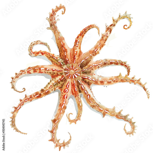 A watercolor painting of Brittle Star, isolated on a white background. Brittle Star vector.