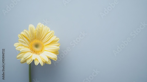 Wallpaper Mural A lone pastel yellow gerbera daisy isolated against a soft grey background, close-up shot, Minimalist style Torontodigital.ca
