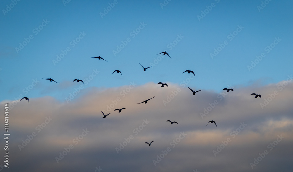 Birds in Flight Against a Cloudy Blue Sky at Sunset Birds in Flight Against a Cloudy Blue Sky at Sunset