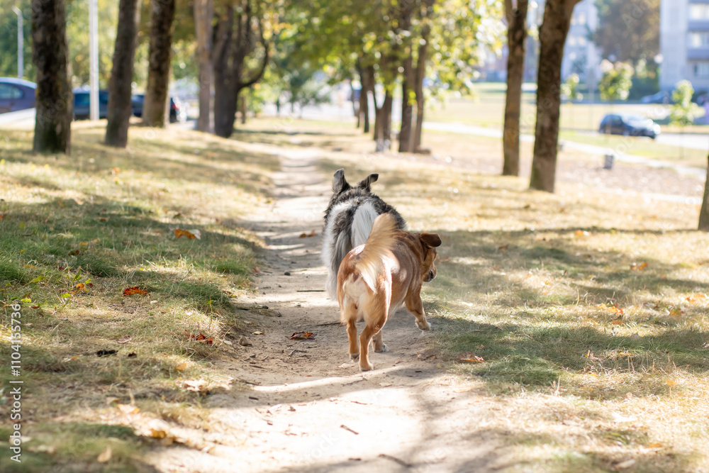 Two energetic dogs are happily running down a dirt path in a park Two energetic dogs are happily running down a dirt path in a park