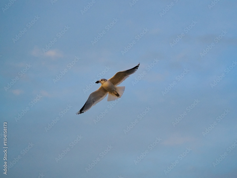 Obraz premium Möwe (Larinae) im Flug an der Nordsee