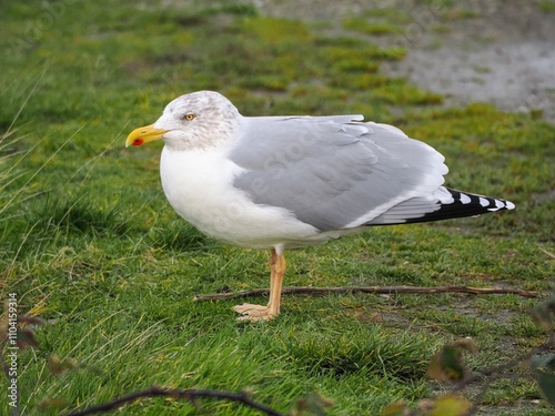 Möwe (Larinae) an der Nordsee photo