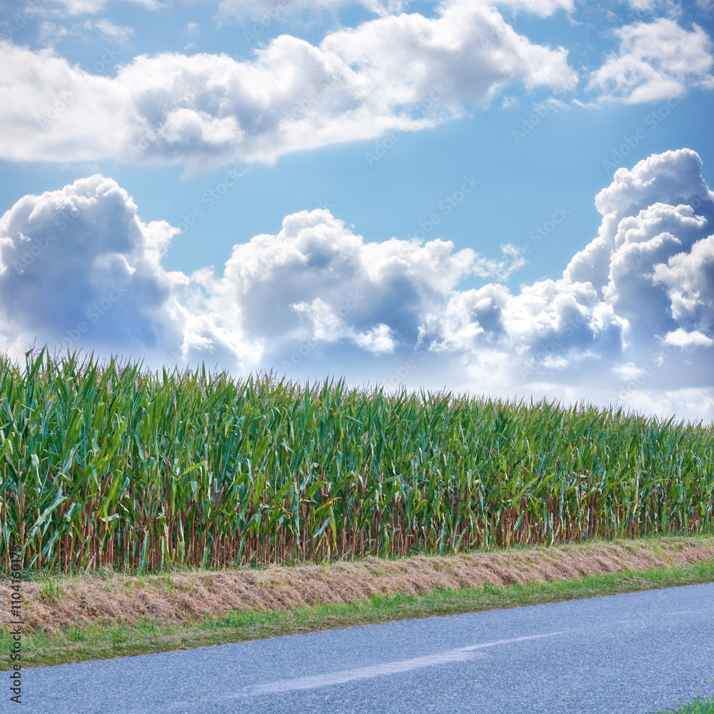 Fototapeta premium Road, grass and environment of highway, nature and growth of plants, travel and route for adventure. Climate change, wheat and pathway for journey, clouds and view of sky, green and tourism of Canada