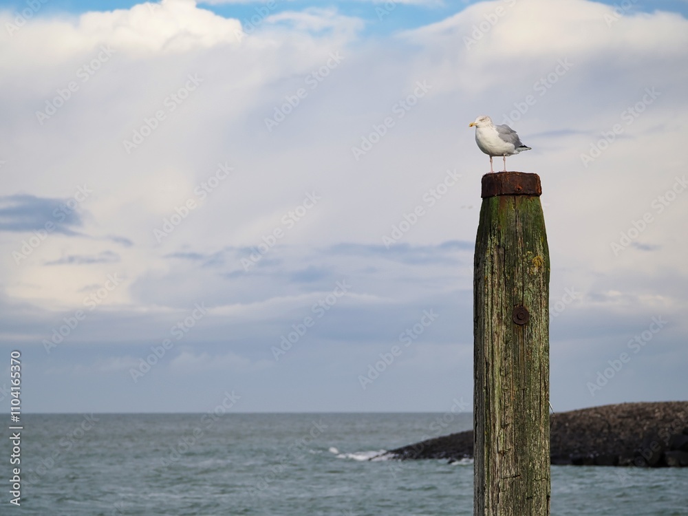 Möwe (Larinae) an der Nordsee Möwe (Larinae) an der Nordsee