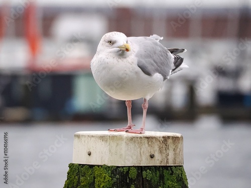 Möwe (Larinae) an der Nordsee photo