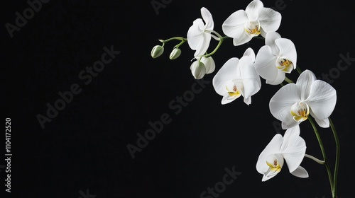 A minimalist composition of white orchids against a stark black background, side angle shot, Modern style