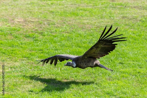 Condor in flight, a large, broad-winged bird and part of the bird family Cathartidae, which contains the New World vultures photo