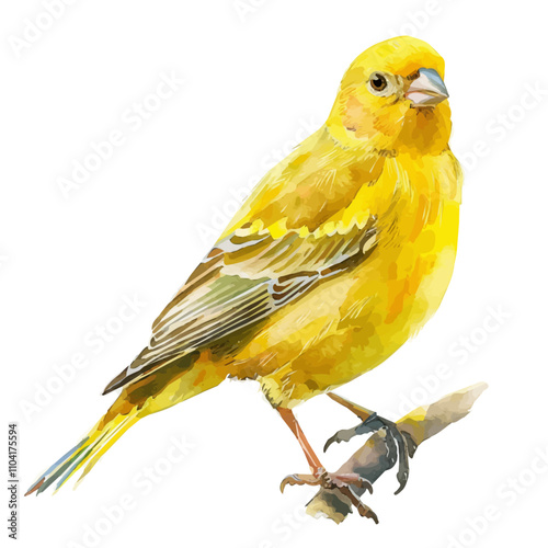 A watercolor painting of Canary, isolated on a white background. Canary vector.