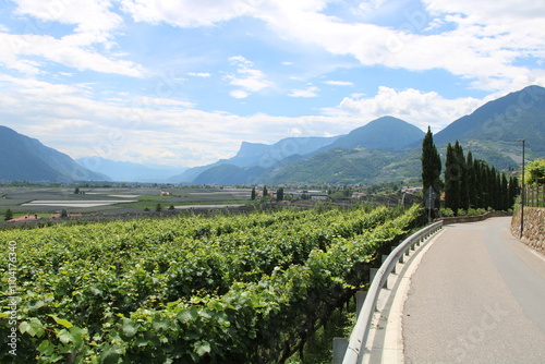 Etschtal Valley Cycling Route south of Meran and vinyards  - Cycling the transalpine route Via Claudia Augusta photo