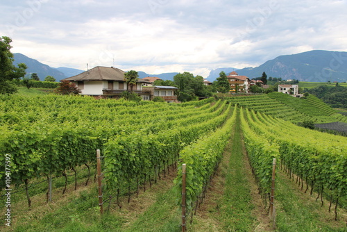 Vinyards in South Tyrol close to Kaltern, Etschtal - Cycling the transalpine route Via Claudia Augusta photo