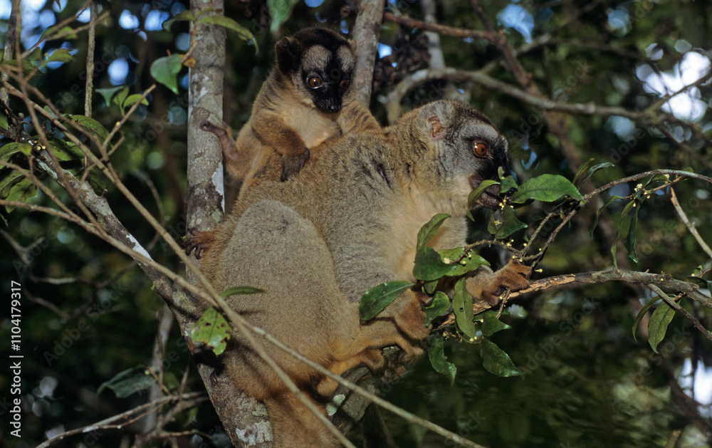 Fototapeta premium Lémurien brun, Eulemur fulvus, Madagascar