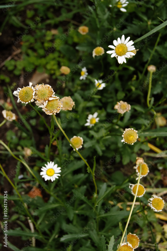 little cammomile flowers growing in the summer garden little cammomile flowers growing in the summer garden