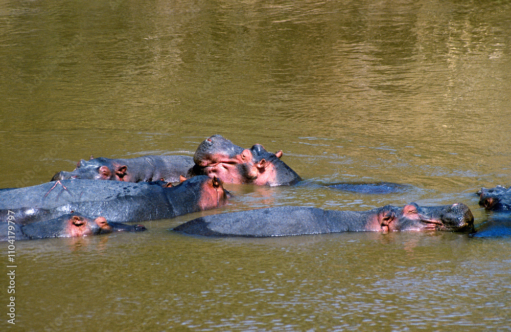 Hippopotame, Hippopotamus amphibius, Réserve de Masai Mara, Kenya Hippopotame, Hippopotamus amphibius, Réserve de Masai Mara, Kenya