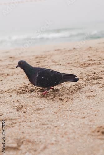 bird on the beach