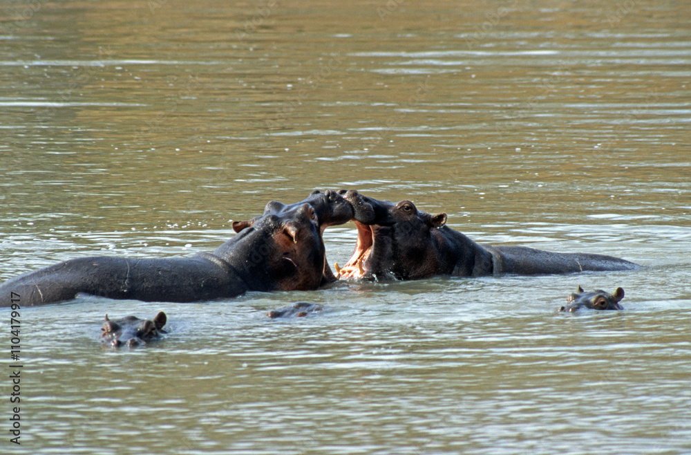 Hippopotame, Hippopotamus amphibius, Réserve de Masai Mara, Kenya Hippopotame, Hippopotamus amphibius, Réserve de Masai Mara, Kenya