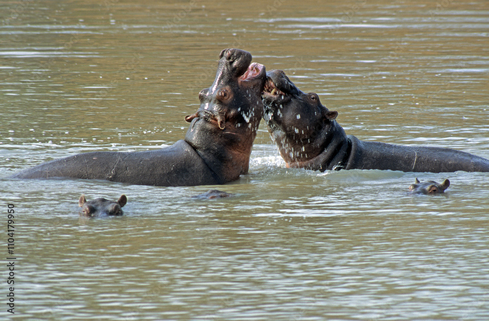 Fototapeta premium Hippopotame, Hippopotamus amphibius, Réserve de Masai Mara, Kenya