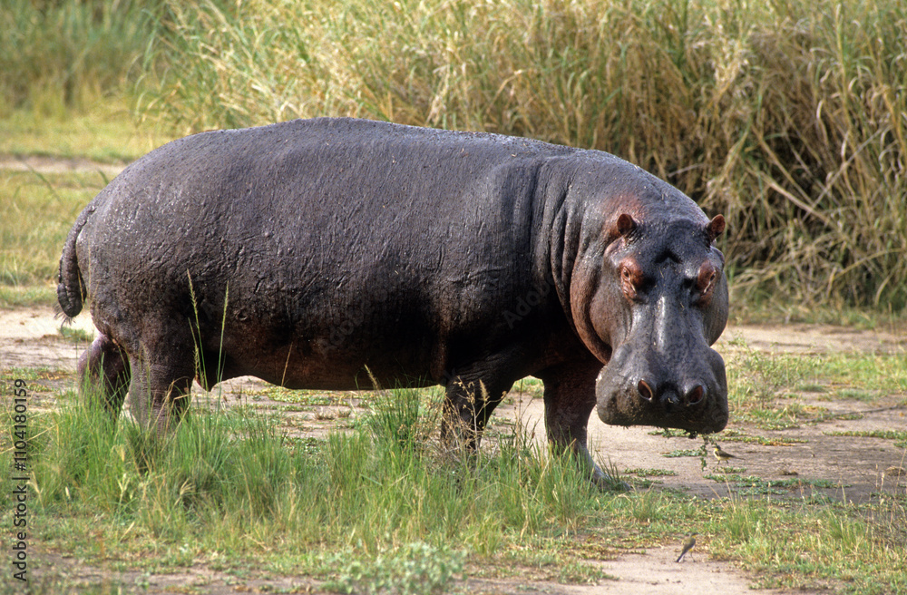 Hippopotame, Hippopotamus amphibius, Réserve de Masai Mara, Kenya Hippopotame, Hippopotamus amphibius, Réserve de Masai Mara, Kenya