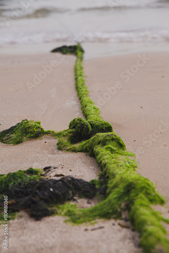 grass on the beach