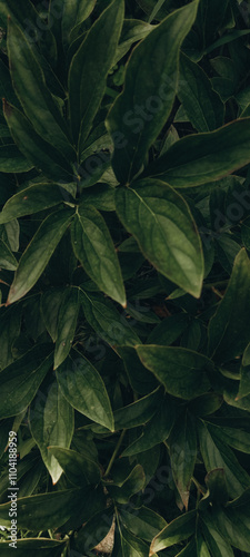 fresh dark green macro leaves of the pion flower