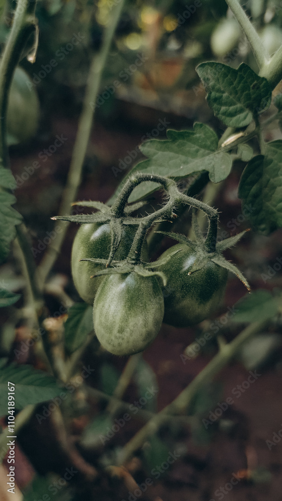 small green tomatoes harvest in the garden small green tomatoes harvest in the garden
