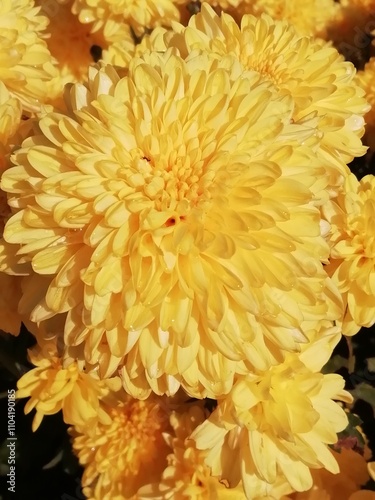 Chrysanthemum morifolium. Crisantemo de Bola Amarillo.