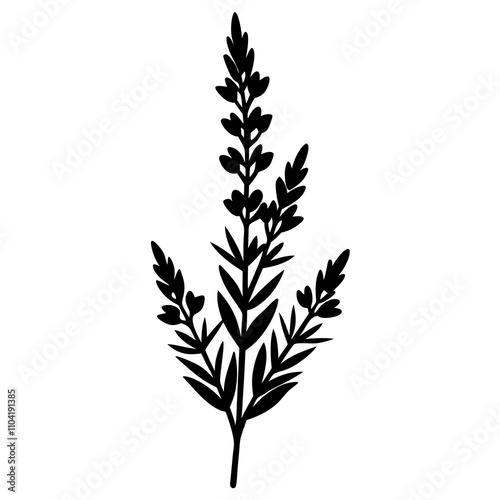 heather flower on white