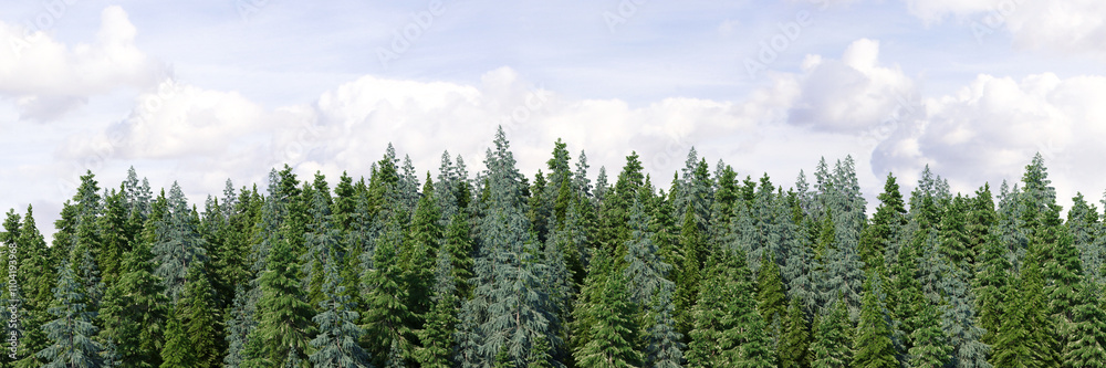 3d rendering of the dense pine forest on sky background. Wide seamless nature panorama forest landscape