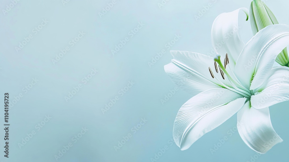Fototapeta premium A serene white lily against a soft pastel blue background, artistic close-up shot, Minimalist style