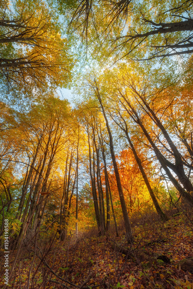 Obraz premium Vibrant autumn forest canopy showcasing colorful leaves under sunny sky in a tranquil nature setting