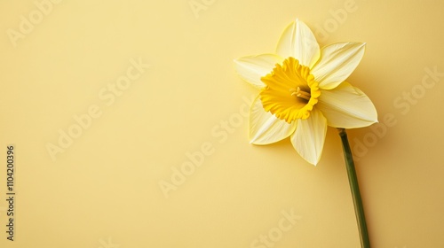 A single bright yellow daffodil on a subtle goldenrod background, detailed close-up shot, Minimalist style photo