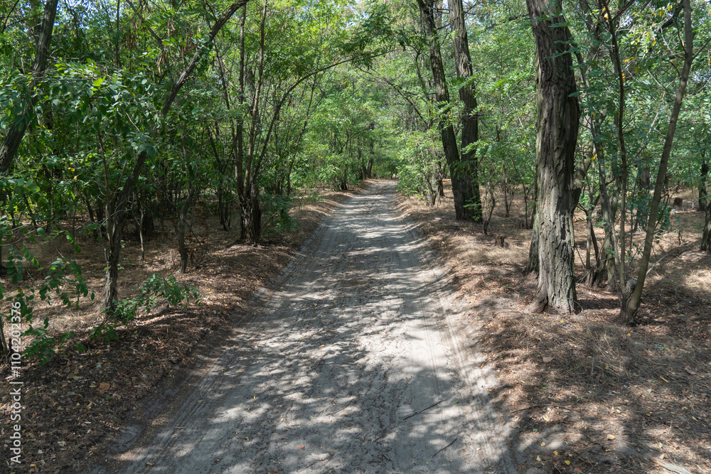 Magical natural arch and footpath. Green archway shaped by branches in the forest. Long pathway through beautiful deciduous trees tunnel. Bend of tree trunks and pathway in wood. Magical natural arch and footpath. Green archway shaped by branches in the forest. Long pathway through beautiful deciduous trees tunnel. Bend of tree trunks and pathway in wood.