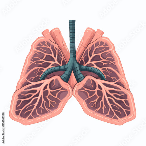 Detailed Human Internal Organ with Lungs Illustration