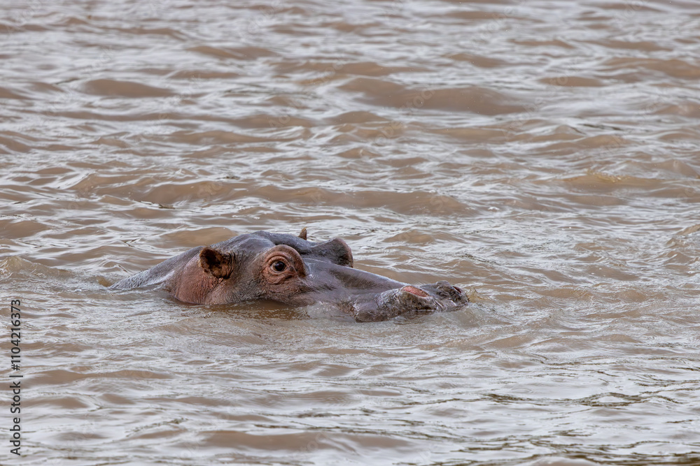 Hippopotamus Emerging from Mara River - Wildlife Stock Photo from Masai Mara, Kenya Hippopotamus Emerging from Mara River - Wildlife Stock Photo from Masai Mara, Kenya