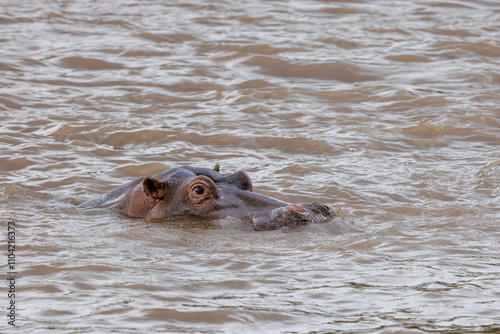 Hippopotamus Emerging from Mara River - Wildlife Stock Photo from Masai Mara, Kenya photo