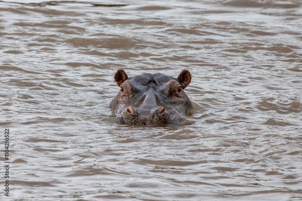 Fototapeta premium Hippopotamus swimming in the calm waters of the Mara River, Masai Mara. A captivating wildlife stock photo capturing the power and grace of this iconic African animal in its natural habitat.
