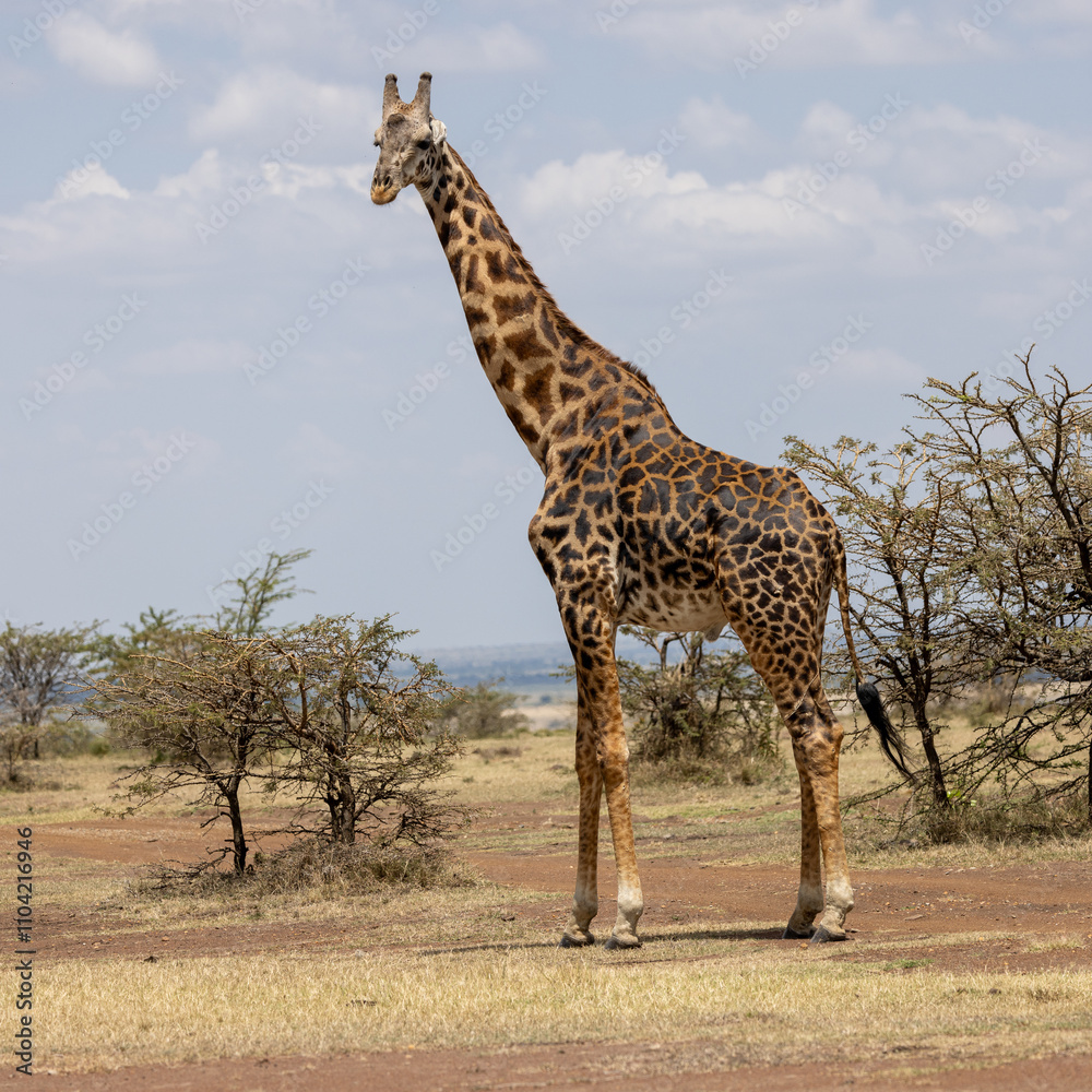 Fototapeta premium Giraffe standing tall in the savannah grasslands of Masai Mara, showcasing the elegance of this iconic African animal. A stunning wildlife stock photo capturing its natural beauty in the wild.