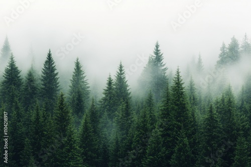 Lush green forest shrouded in fog during calm morning hours in a serene landscape