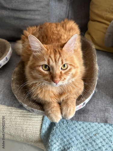 Orange cat looking at camera