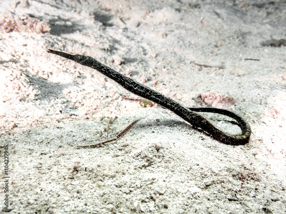 Double-ended Pipefish (Trachyrhamphus bicoarctatus)