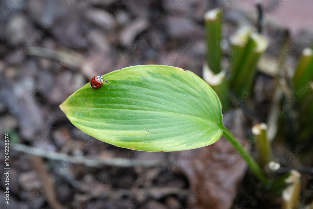 Single Asian lady beetle, Harmonia axiridis sitting on a green Hosta leaf, invasive insect. Single Asian lady beetle, Harmonia axiridis sitting on a green Hosta leaf, invasive insect.