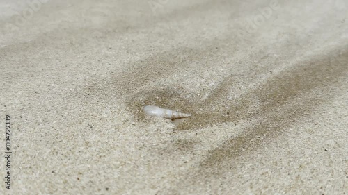 pink pointed shell that slips under the sand and is submerged by a wave