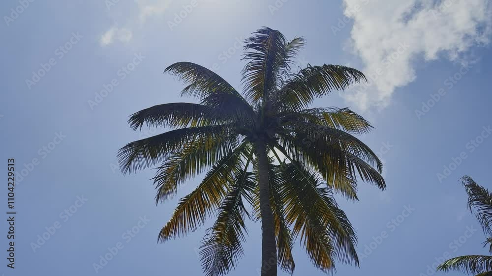 huge green plama shot from below with clouds and blue sky in 4k resolution huge green plama shot from below with clouds and blue sky in 4k resolution