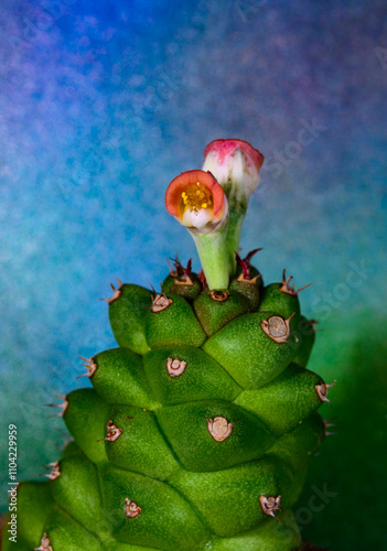 Euphorbia ritchiei - blooming pink flower poisonous milkweed with white juice in botanical collection, Ukraine photo