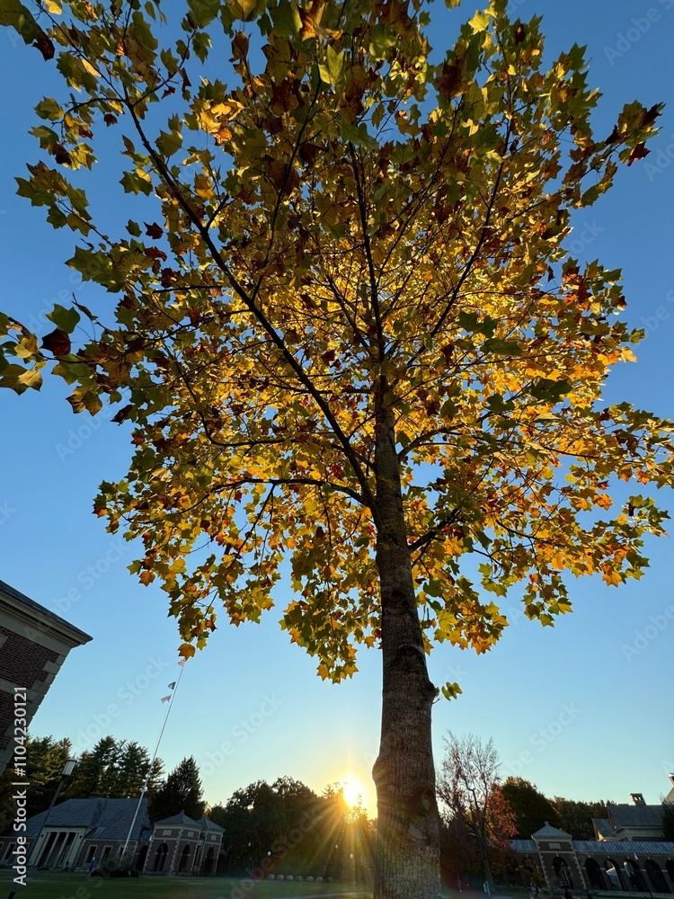 Fototapeta premium Sunset in autumn at the park